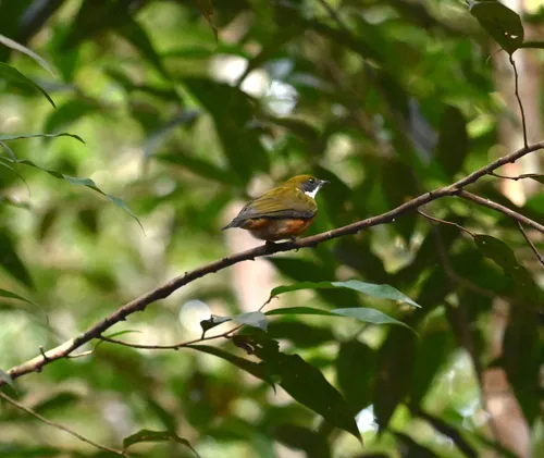 Yellow-crowned Manakin