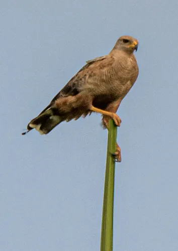 Gavião-caboclo