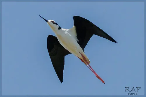 Pernilongo-de-costas-brancas