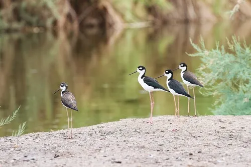 Pernilongo-de-costas-negras