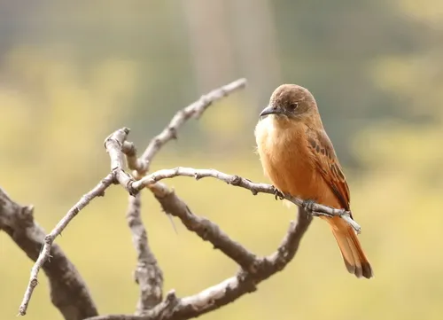 Cliff Flycatcher