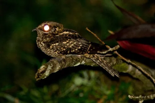 White-tailed Nightjar