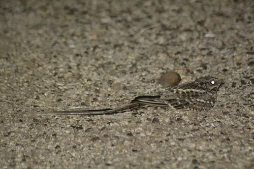 Scissor-tailed Nightjar