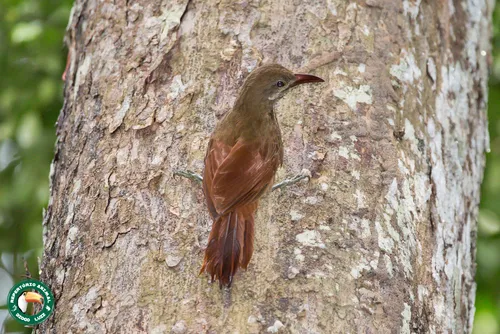 Red-billed Woodcreeper