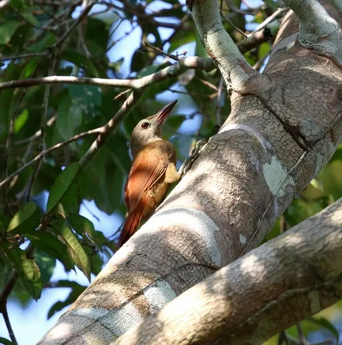 Uniform Woodcreeper