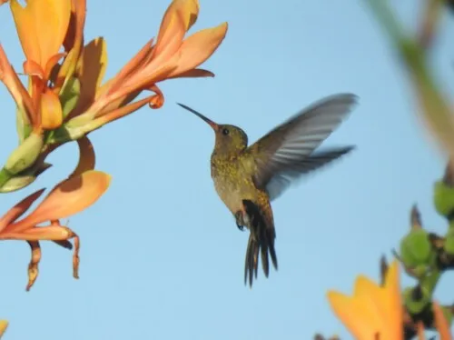 Beija-flor-dourado