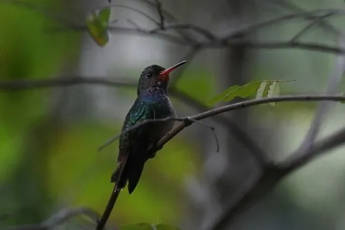 Rufous-throated Sapphire
