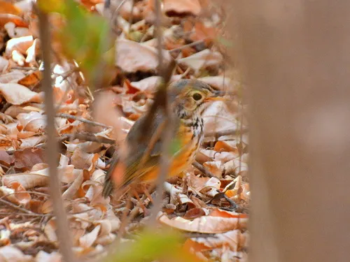 White-browed Antpitta