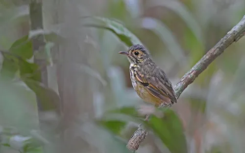 Snethlage's Antpitta
