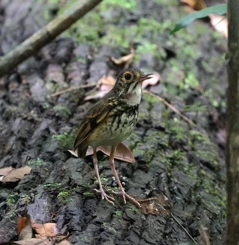 Alta Floresta Antpitta
