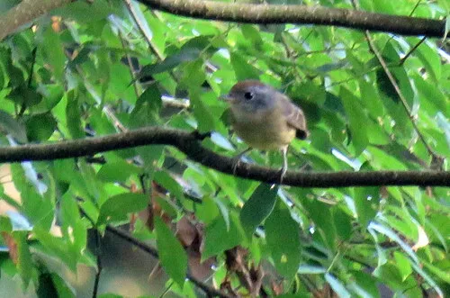 Rufous-crowned Greenlet