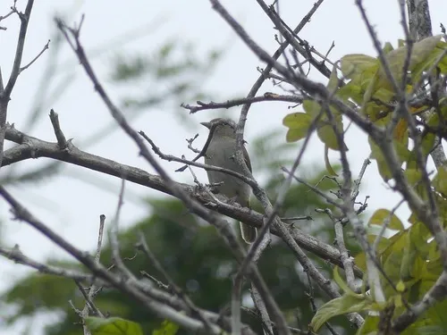 Gray-chested Greenlet