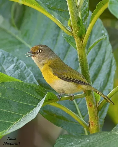 Lemon-chested Greenlet