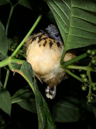 Spot-backed Antbird