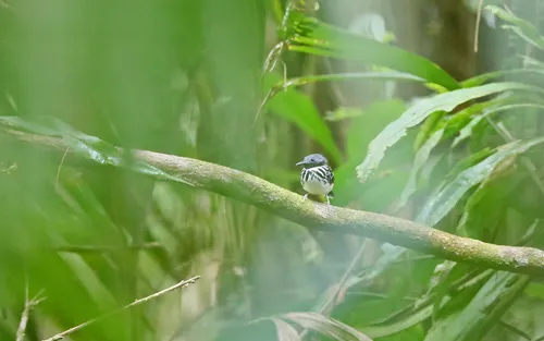 Dot-backed Antbird