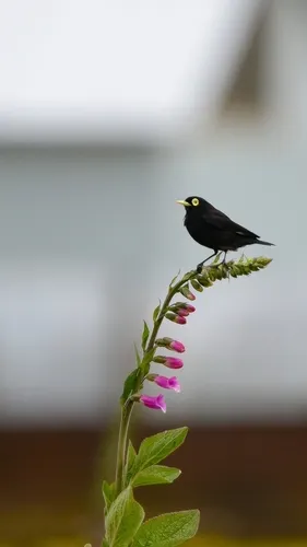 Spectacled Tyrant