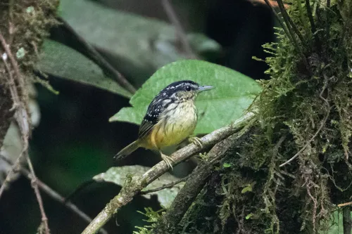 Guianan Warbling-Antbird
