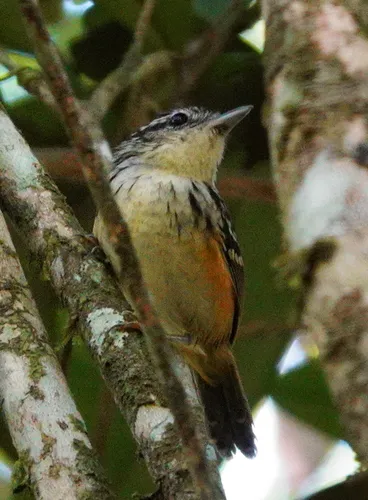 Imeri Warbling-Antbird