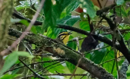 Yellow-browed Antbird