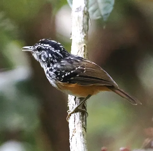 Rondonia Warbling-Antbird