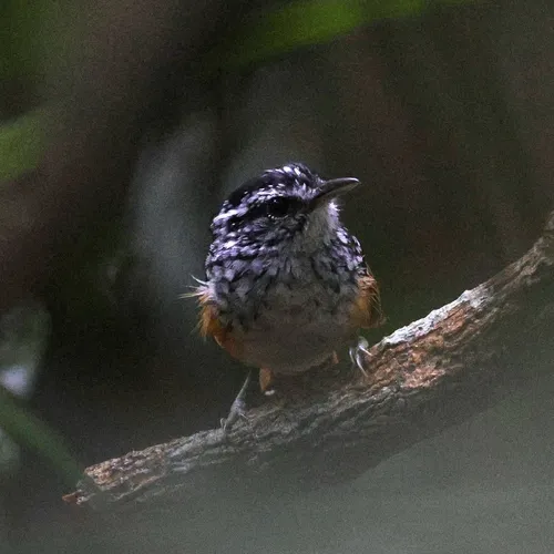 Manicore Warbling-Antbird