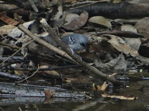 Band-tailed Antbird