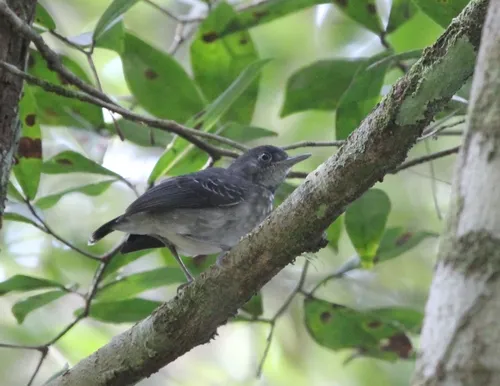 Black-chinned Antbird