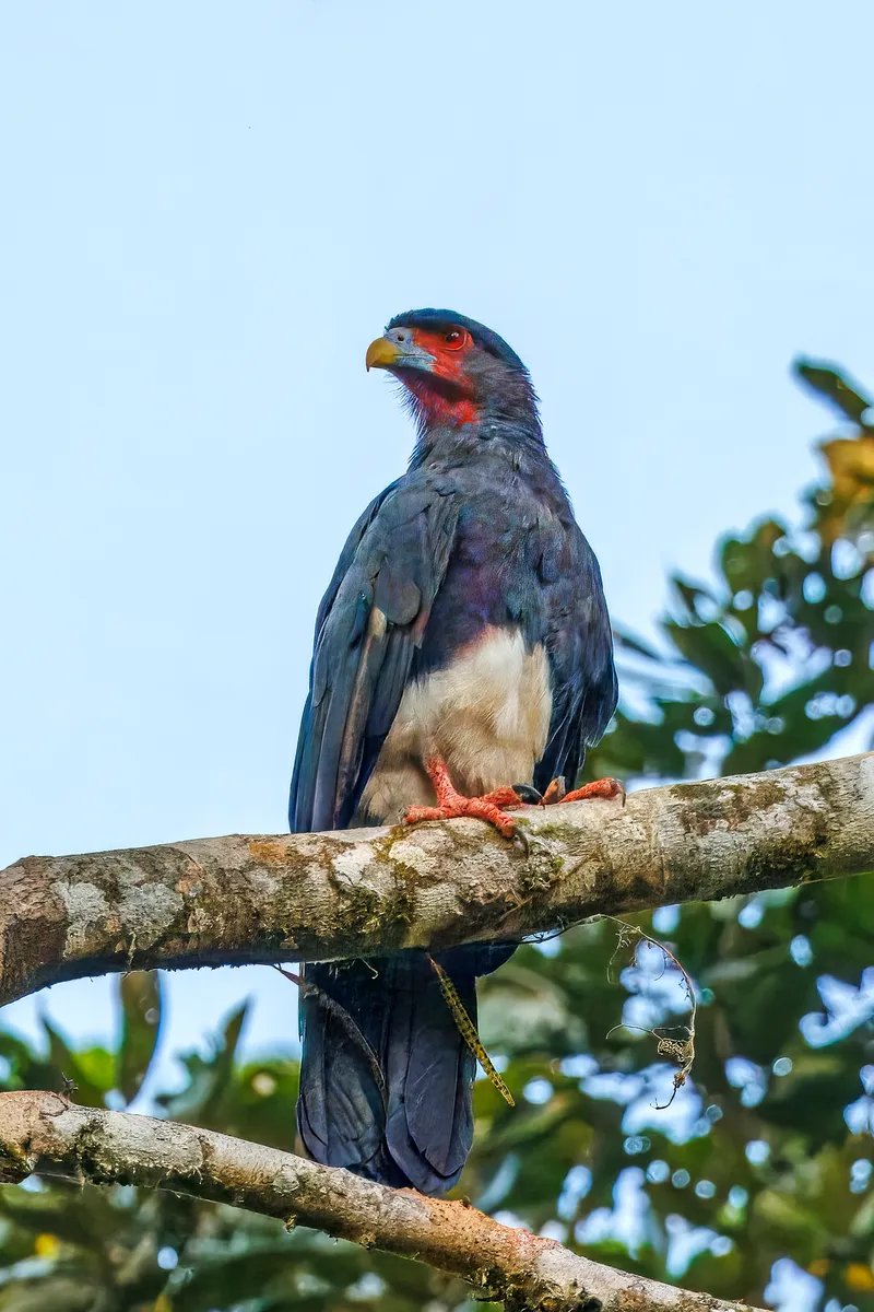 Red-throated Caracara