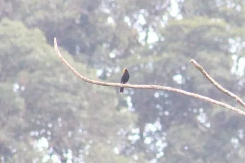 Moriche Oriole