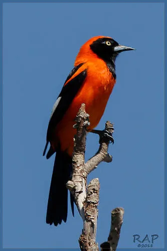 Orange-backed Troupial