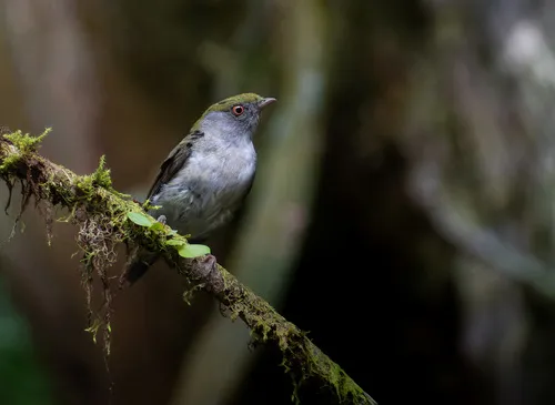 Pin-tailed Manakin