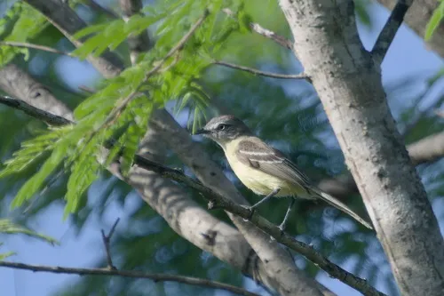 Pale-tipped Tyrannulet