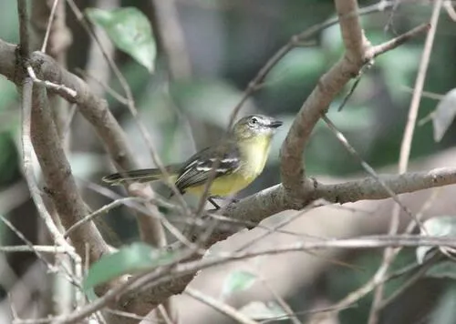 Amazonian Tyrannulet