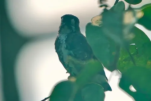 White-browed Purpletuft