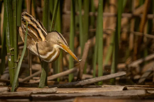 Stripe-backed Bittern