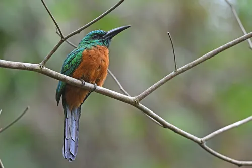 Jacamaraçu