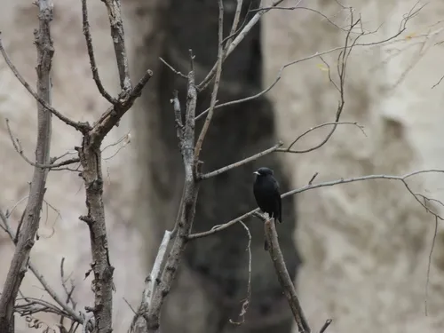 White-winged Black-Tyrant