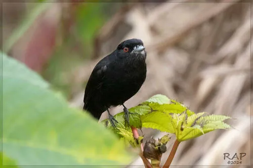 Blue-billed Black-Tyrant