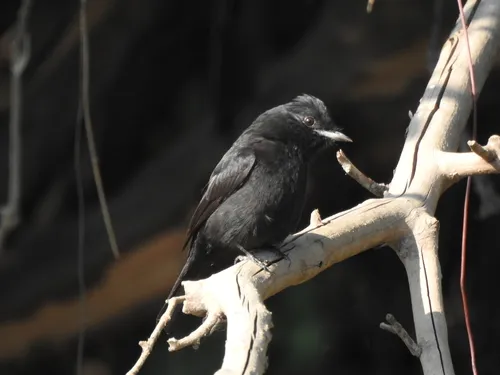 Hudson's Black-Tyrant
