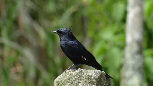 Crested Black-Tyrant