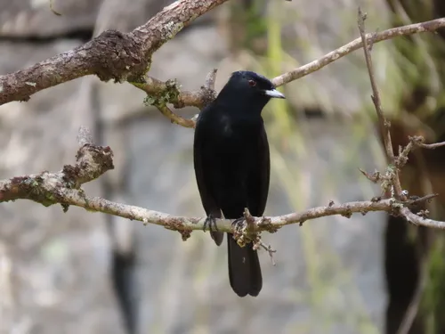 Velvety Black-Tyrant
