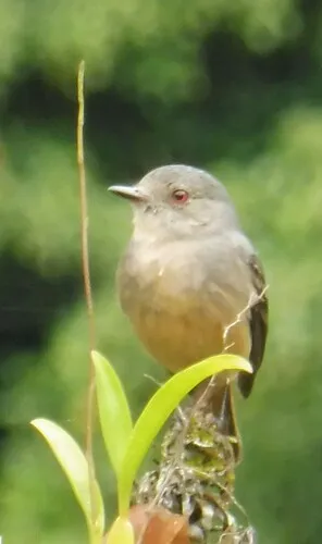 Rufous-tailed Tyrant