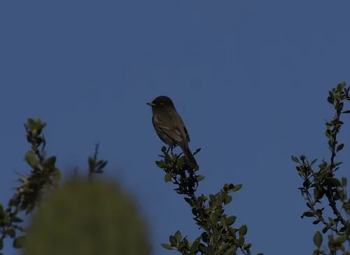 Cinereous Tyrant