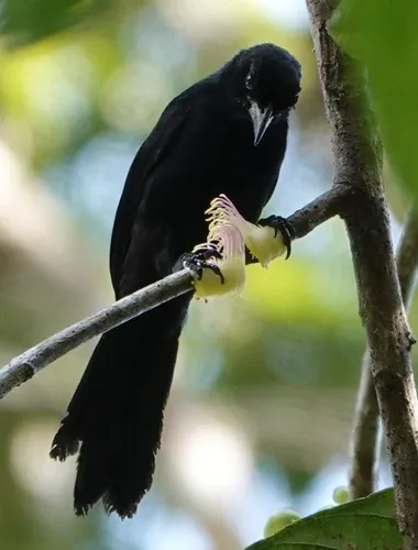 Velvet-fronted Grackle