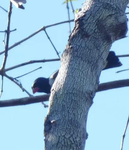 Red-billed Pied Tanager