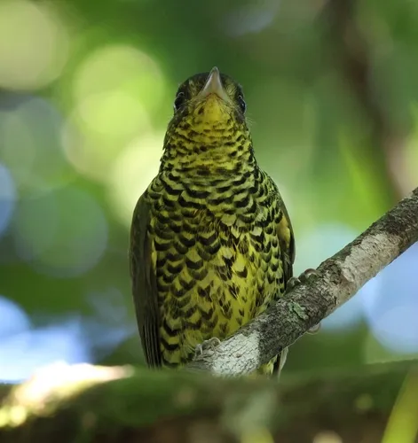 Shrike-like Cotinga