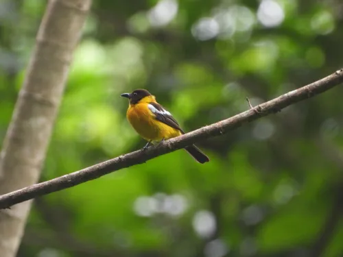 White-winged Shrike-Tanager