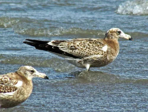 Olrog's Gull