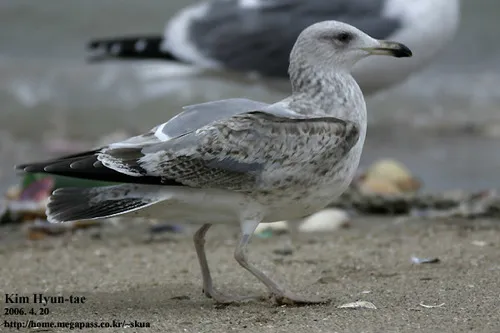 Lesser Black-backed Gull