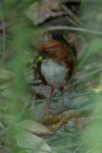 Red-and-white Crake